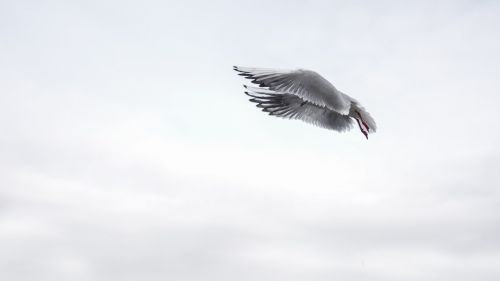 seagull wing bird