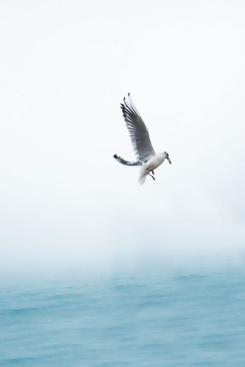 seagull eat eating