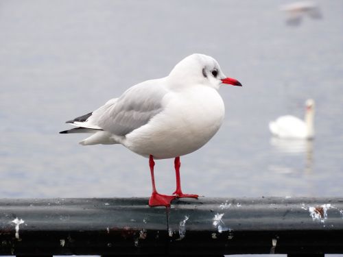 seagull bird close