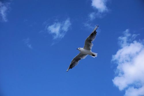 seagull baltic sea sea