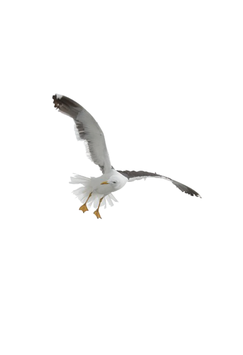 seagull fly gull