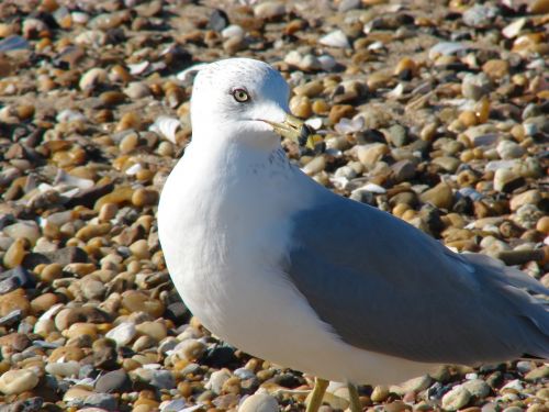 seagull proud pebbles