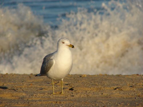 seagull gull wave