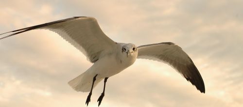 seagull flying in flight