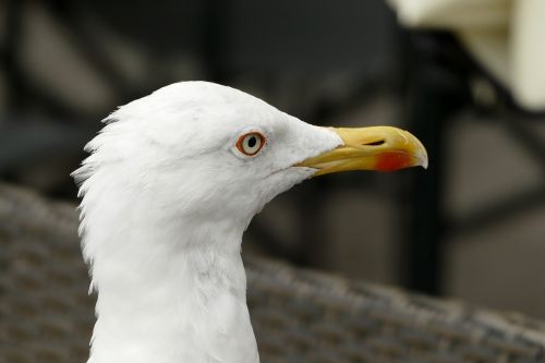 seagull head close