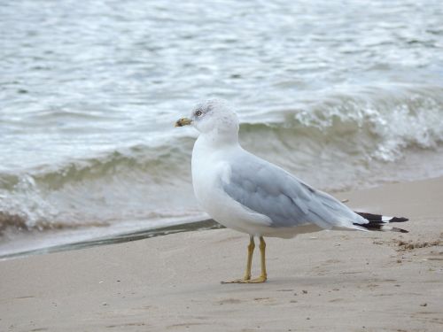 seagull shoreline standing bird