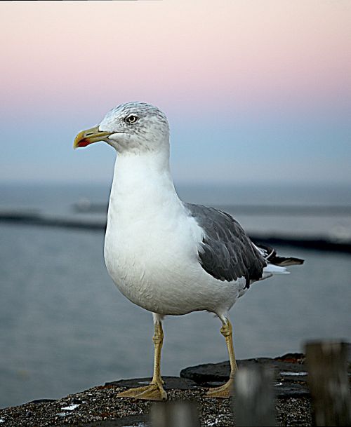 seagull sea ​​bird bird