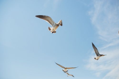 seagull ocean beach