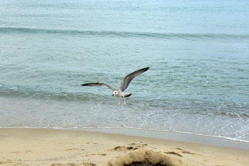 seagull flight sea