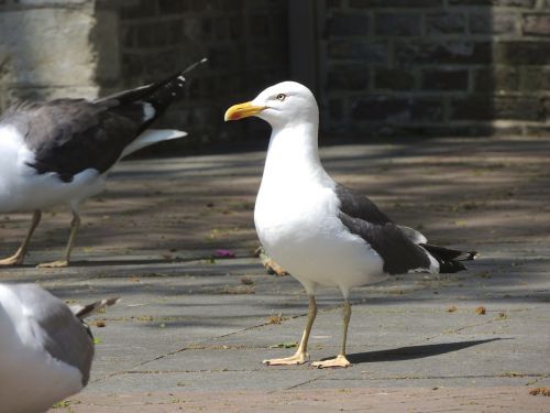 seagull bird sea