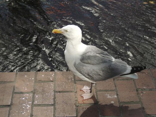 seagull bird sea