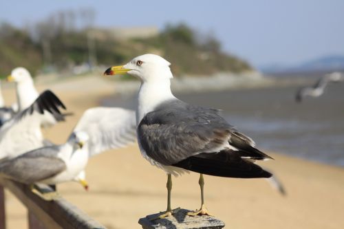 seagull tidal ganghwado