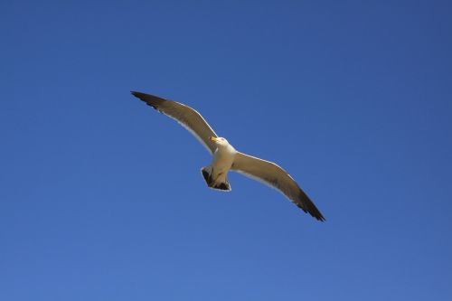 seagull tidal ganghwado