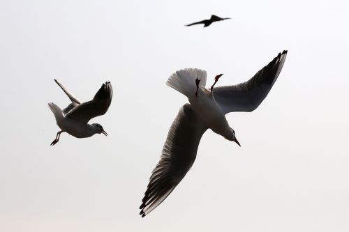 seagull sea gull silhouette