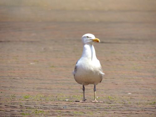 seagull bird animal