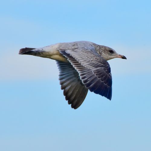 seagull water air