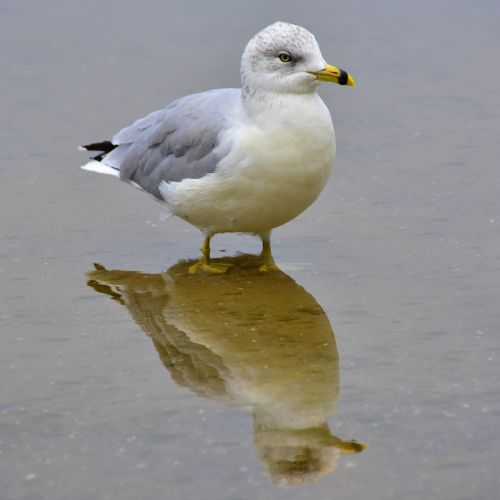 seagull bird water