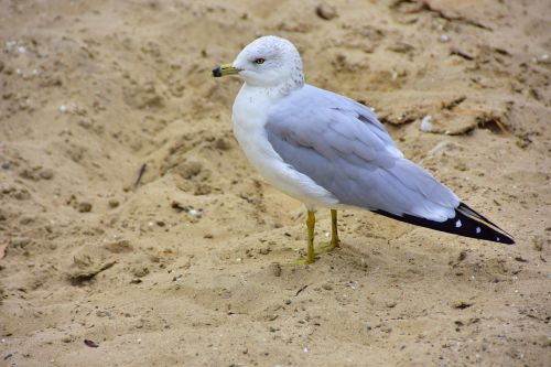 seagull sand sea