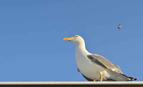 seagull sea sky