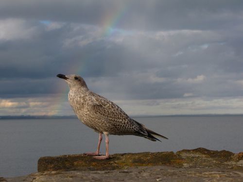 seagull sea rainbow