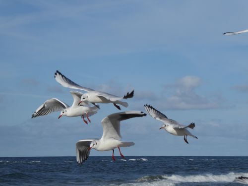 seagull bird sea