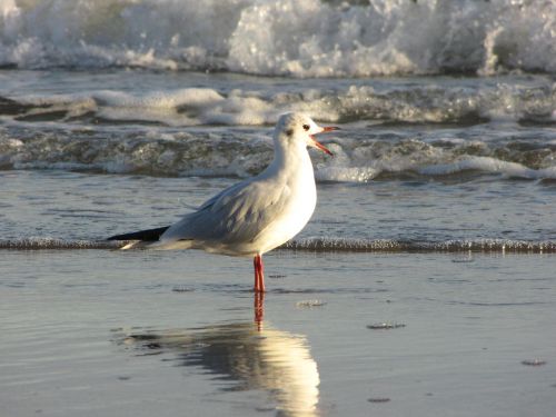 seagull beach water