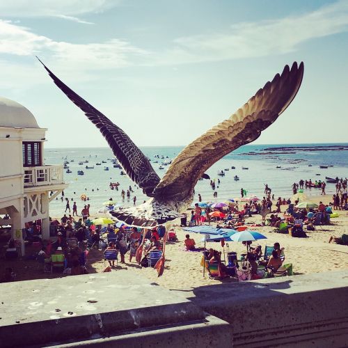 seagull bird cadiz