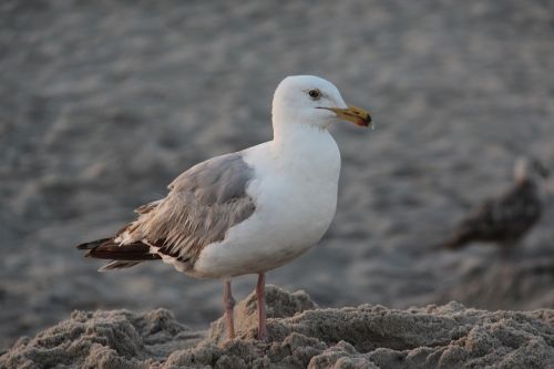 seagull bird beach