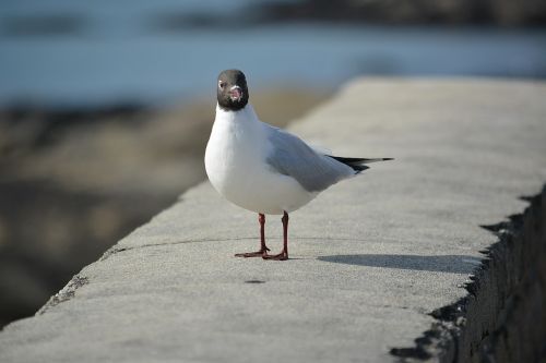 seagull fauna sea ​​bird