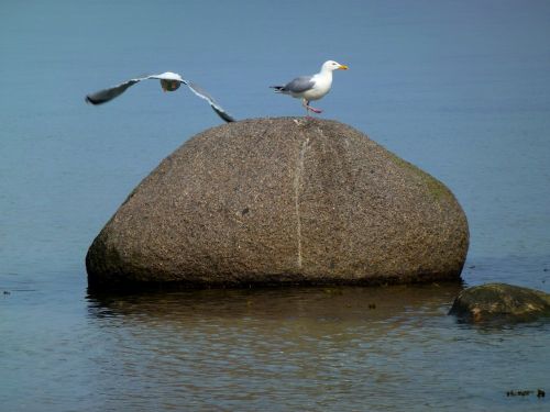 seagull maritime bird