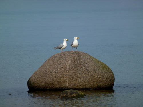 seagull maritime stone