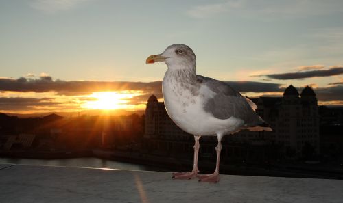 seagull natural sunset