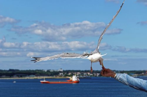 seagull bird close