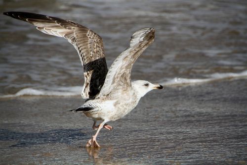 seagull beach bird bird of prey