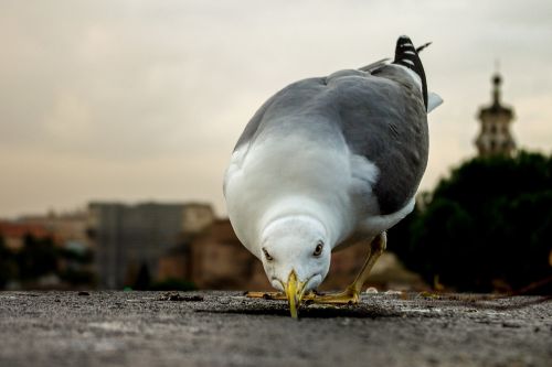 seagull bird beak