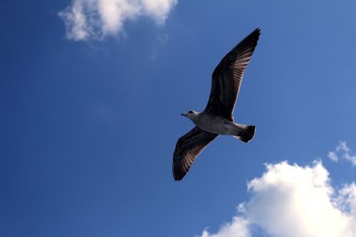 seagull istanbul turkey