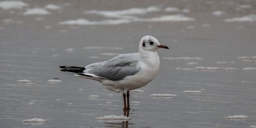 seagull bird beach