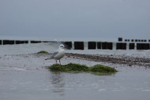 seagull baltic sea water