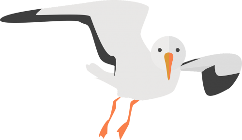 seagull animal water bird