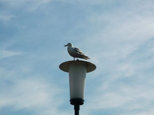 seagull bird sea