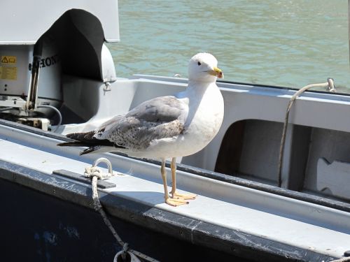 seagull bird animal