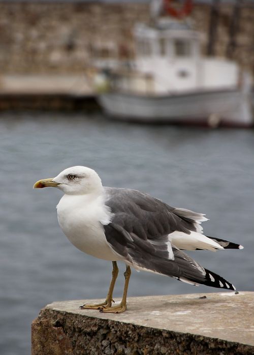 seagull port bird