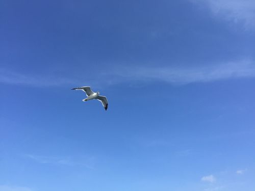 seagull blue sky air