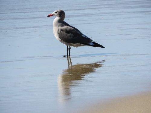 seagull beach ocean