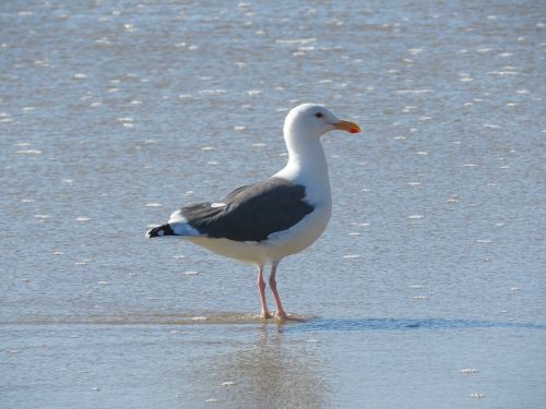 seagull ocean bird