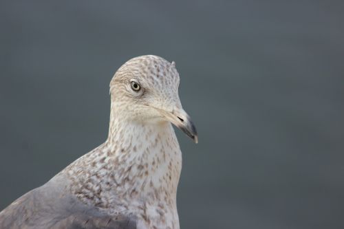 seagull peak eye