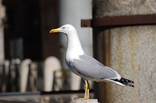 seagull birds sea