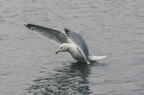 seagull fly water