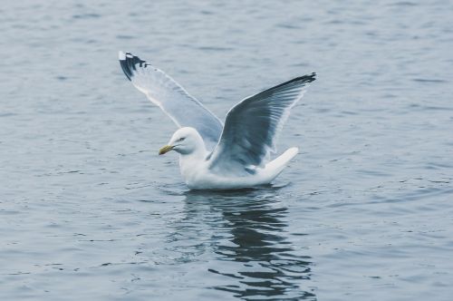 seagull fly water