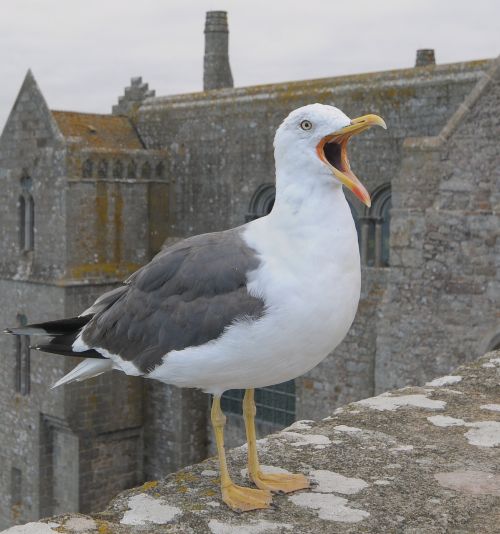 seagull animal bird